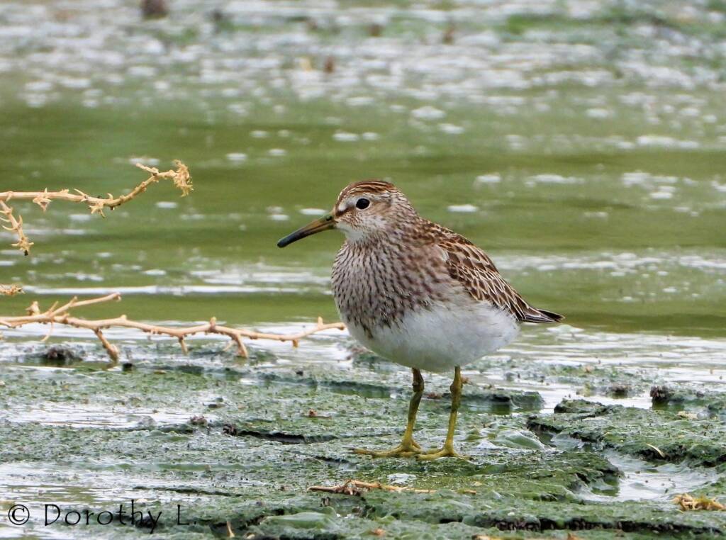 Pectoral Sandpiper (Calidris melanotos)