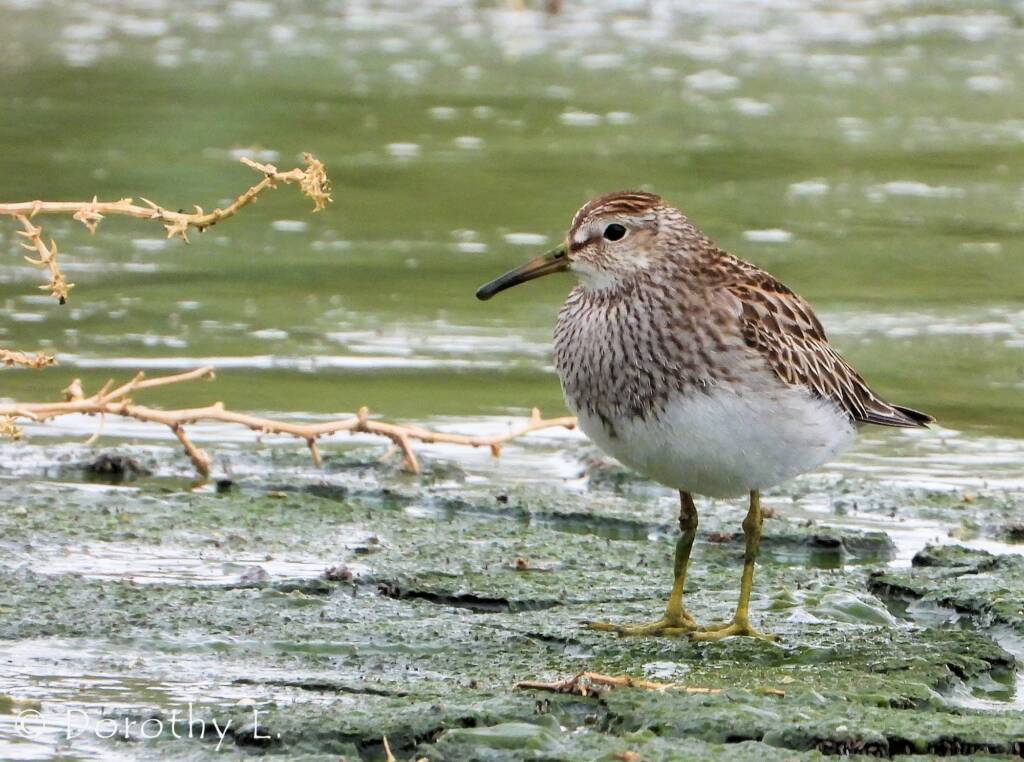 Pectoral Sandpiper (Calidris melanotos)