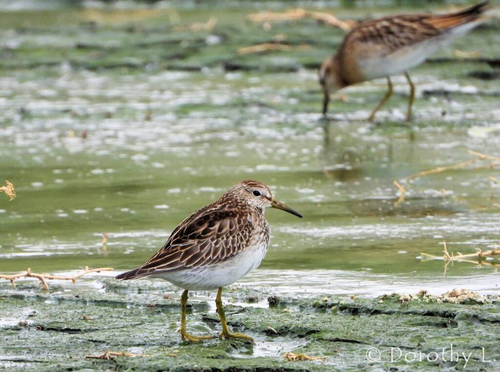 Pectoral Sandpiper (Calidris melanotos)