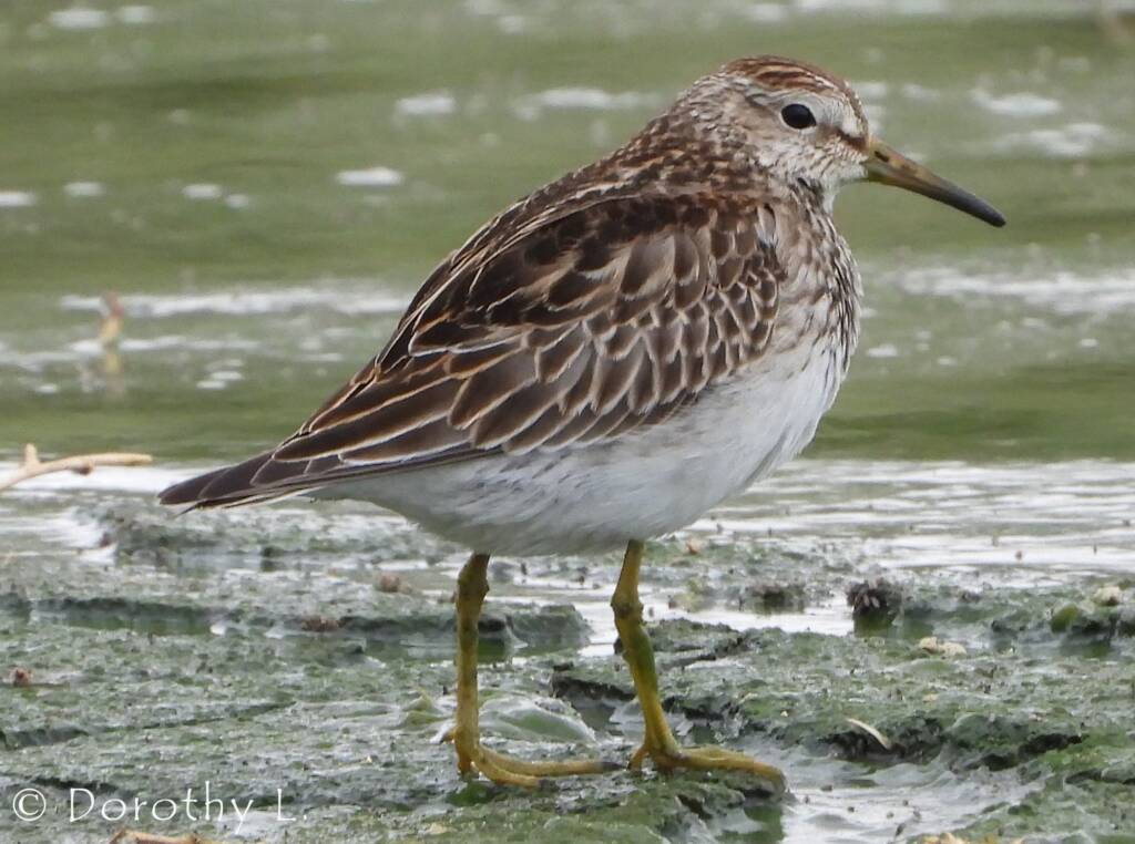 Pectoral Sandpiper (Calidris melanotos)