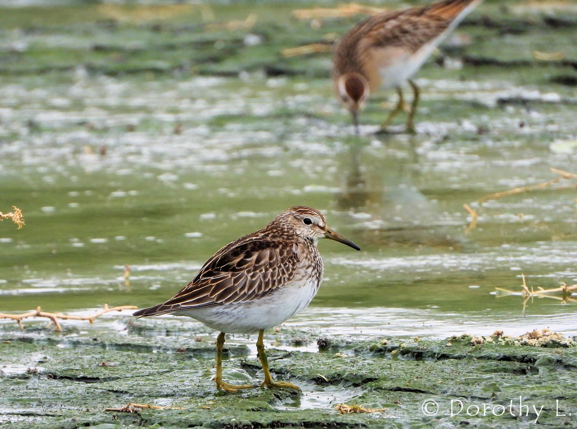 Pectoral Sandpiper (Calidris melanotos)
