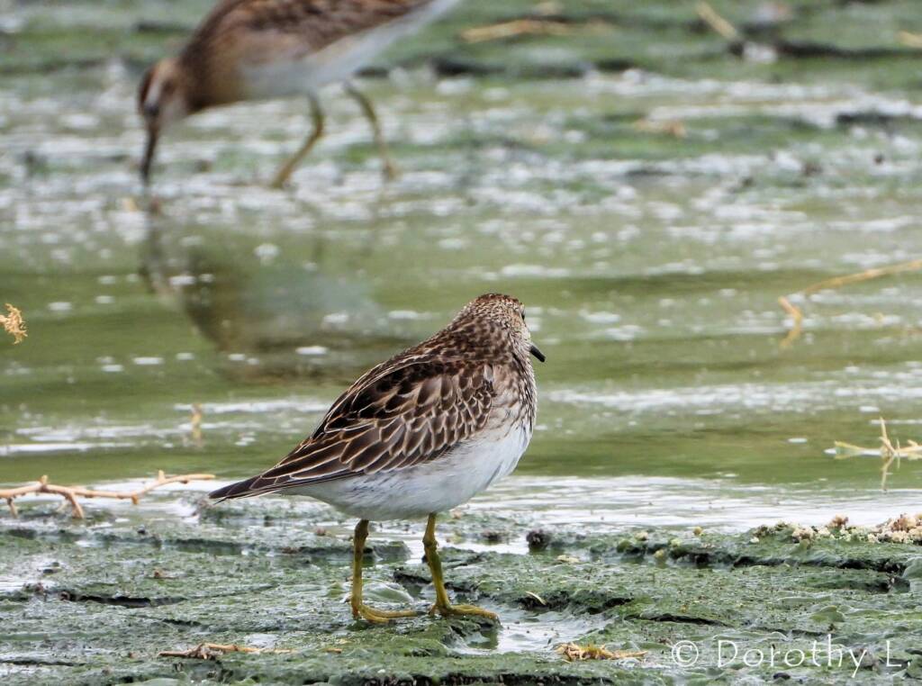 Pectoral Sandpiper (Calidris melanotos)