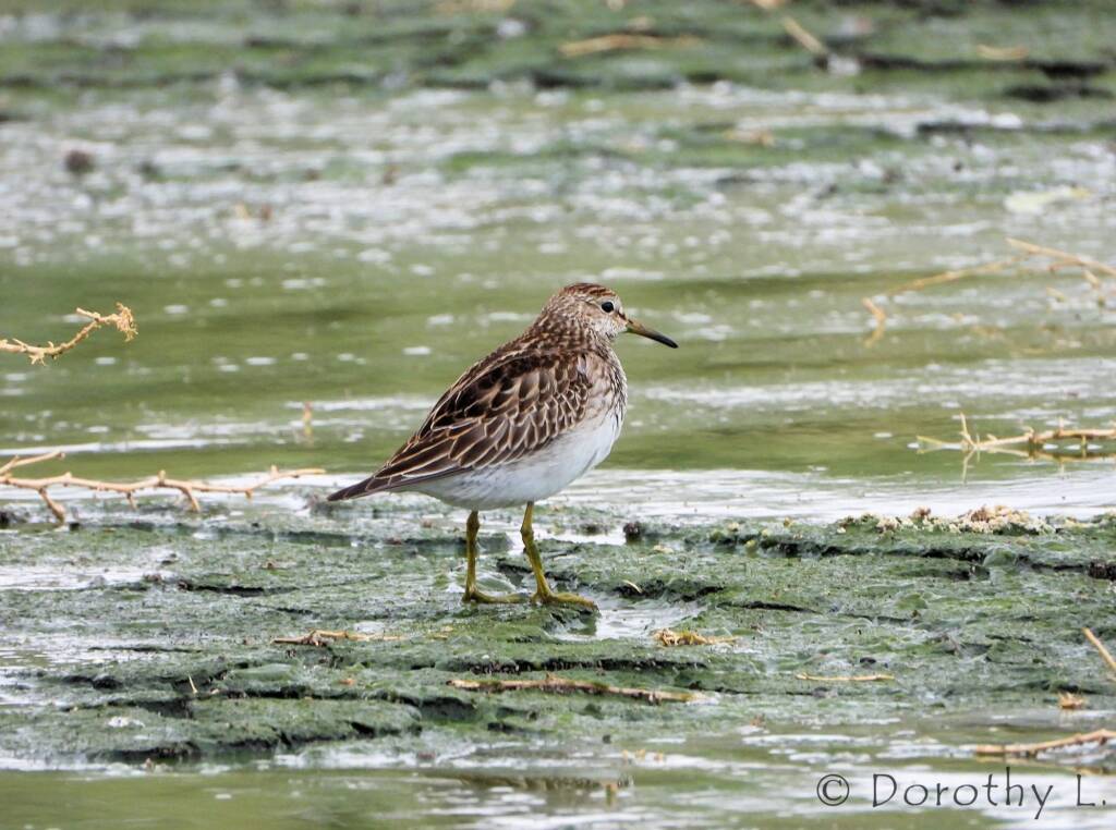 Pectoral Sandpiper (Calidris melanotos)