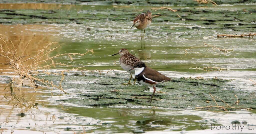 Pectoral Sandpiper and Red-kneed Dotterel