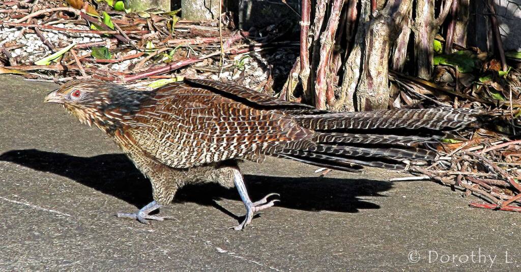Pheasant Coucal (Centropus phasianinus)