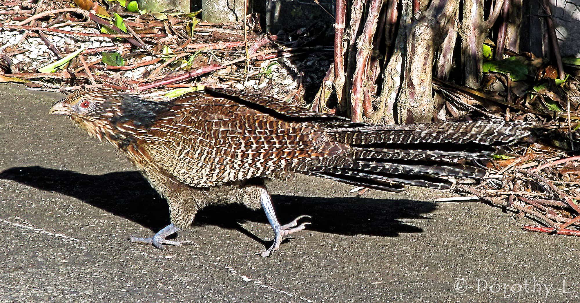 Pheasant Coucal (Centropus phasianinus)