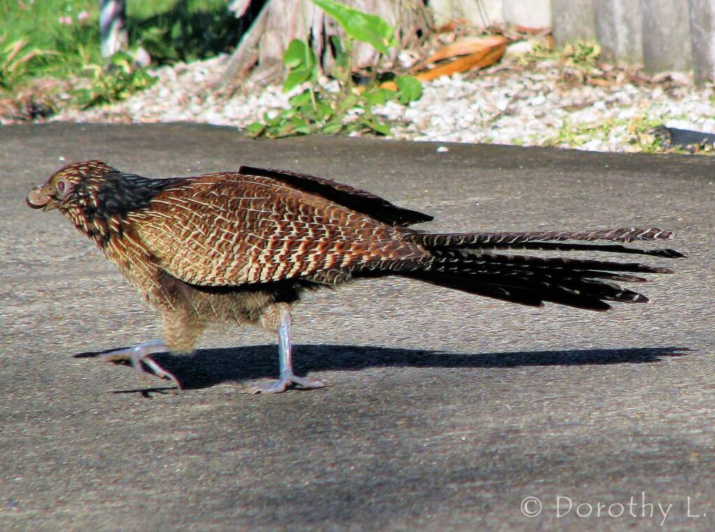 Pheasant Coucal (Centropus phasianinus)