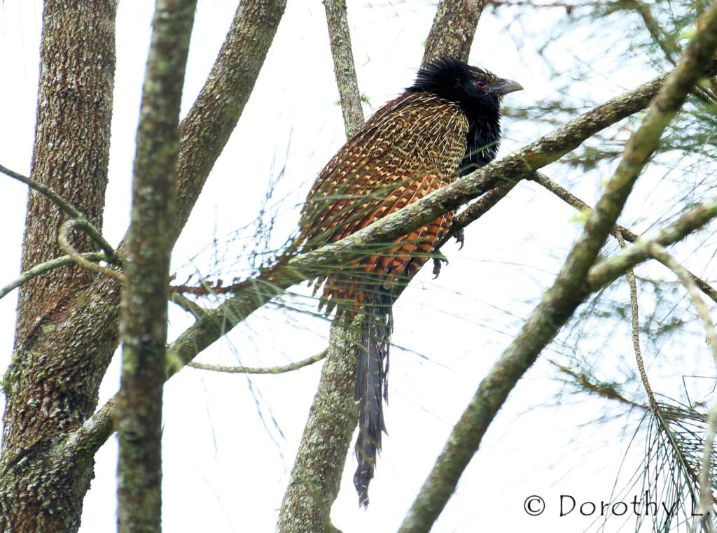 Pheasant Coucal (Centropus phasianinus)