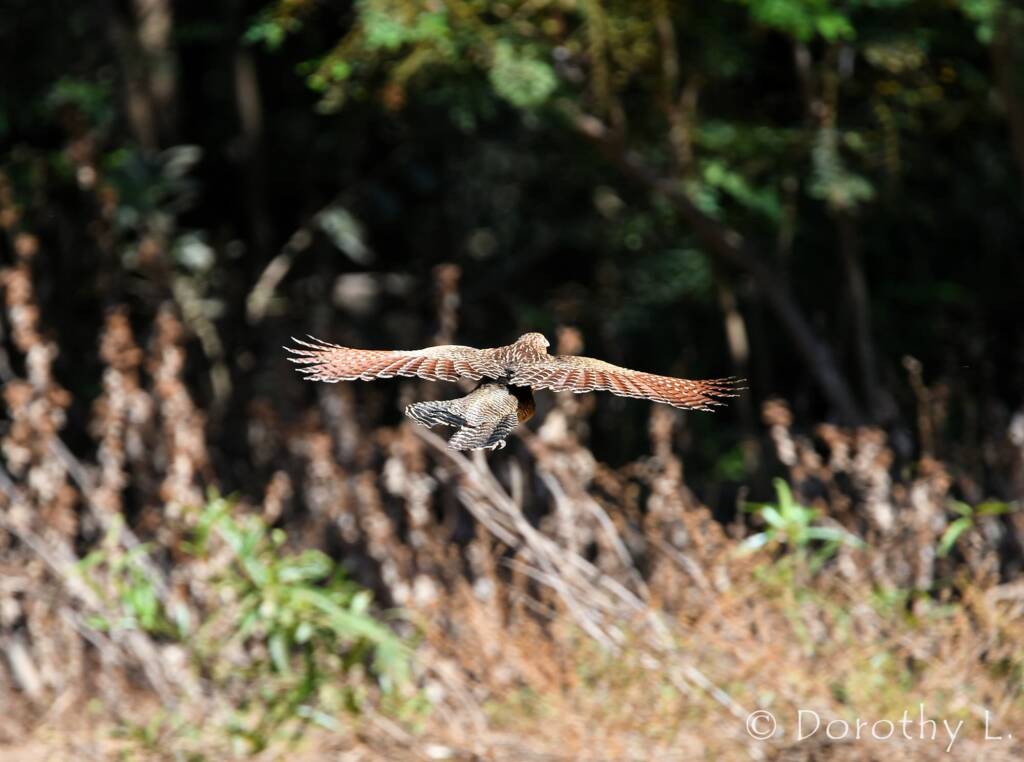 Pheasant Coucal (Centropus phasianinus)