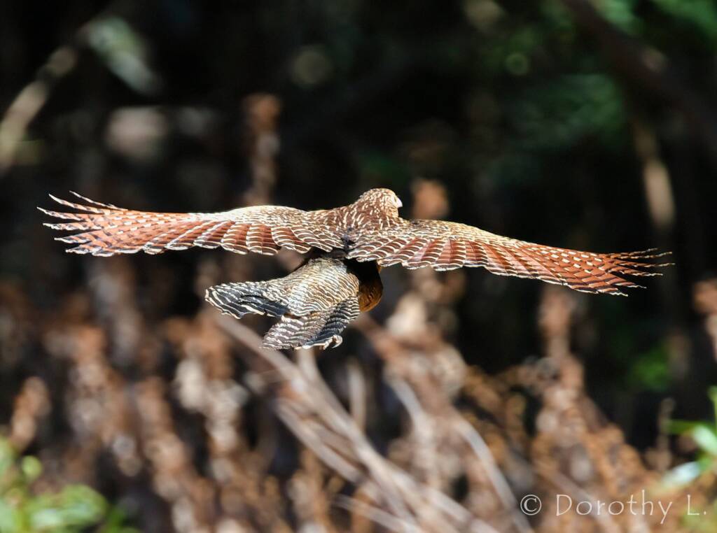 Pheasant Coucal (Centropus phasianinus)