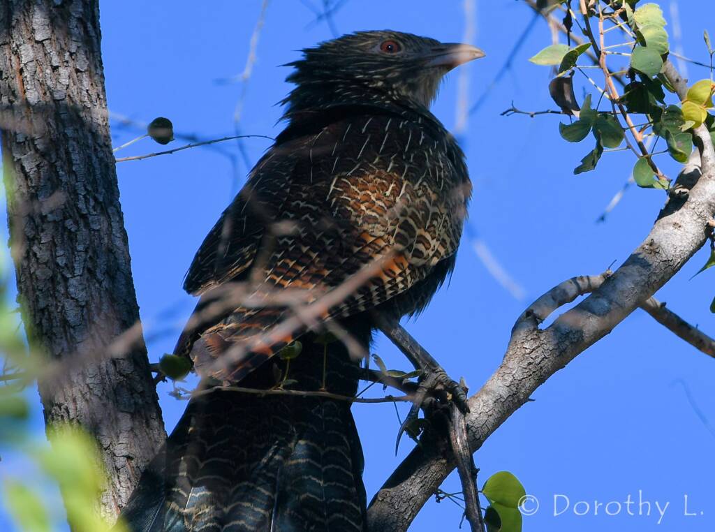 Pheasant Coucal (Centropus phasianinus)