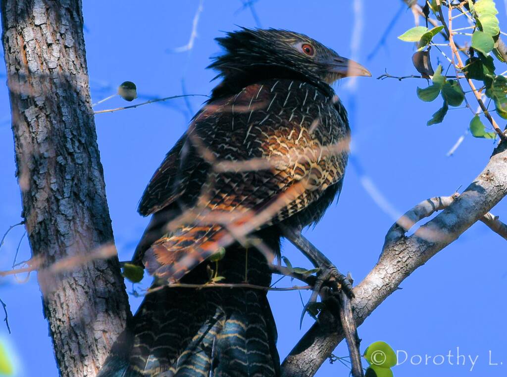 Pheasant Coucal (Centropus phasianinus)