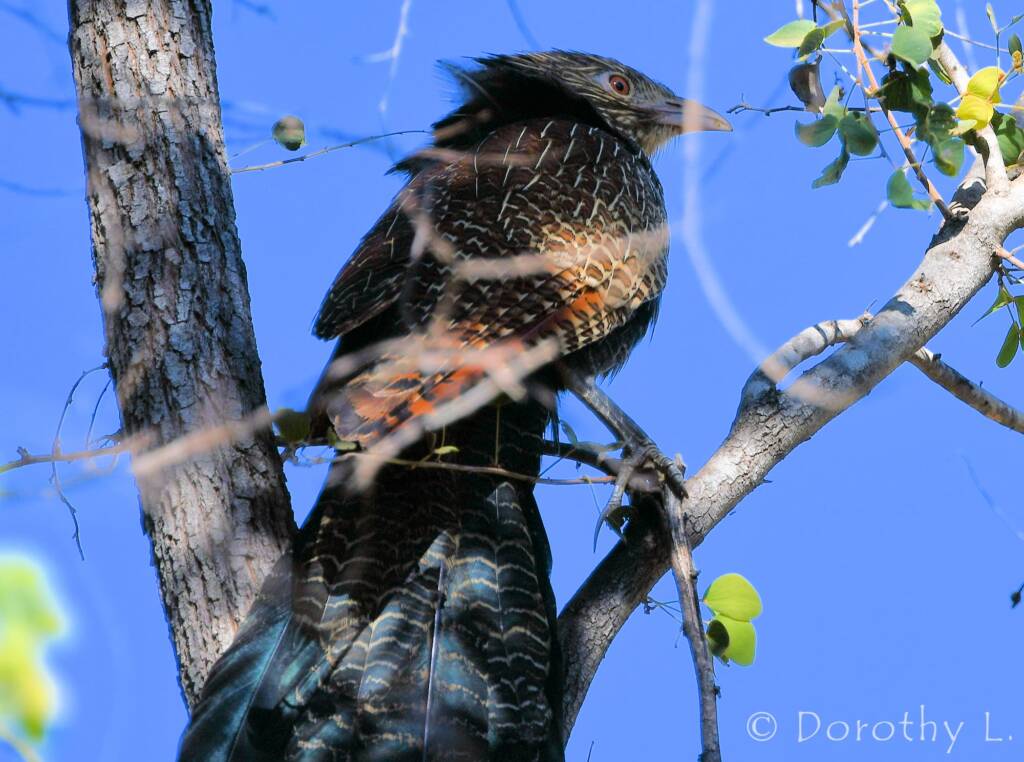 Pheasant Coucal (Centropus phasianinus)