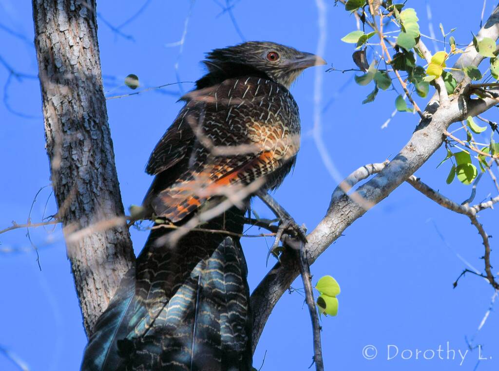 Pheasant Coucal (Centropus phasianinus)