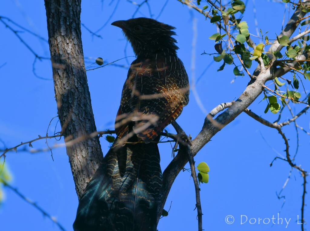 Pheasant Coucal (Centropus phasianinus)