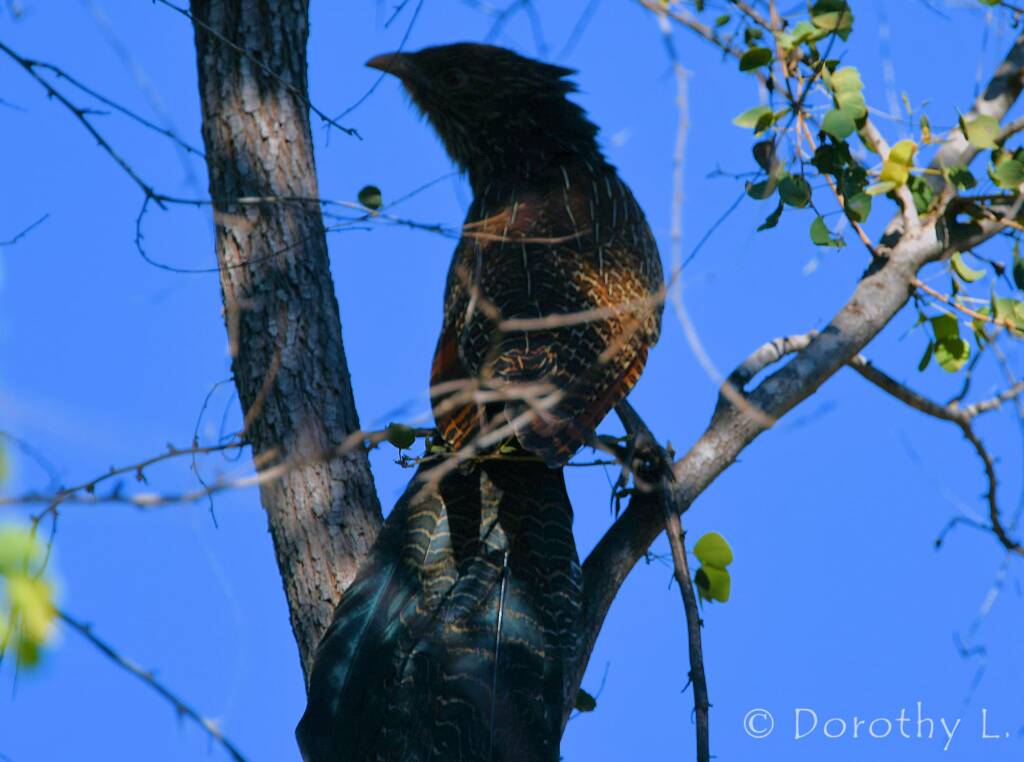 Pheasant Coucal (Centropus phasianinus)