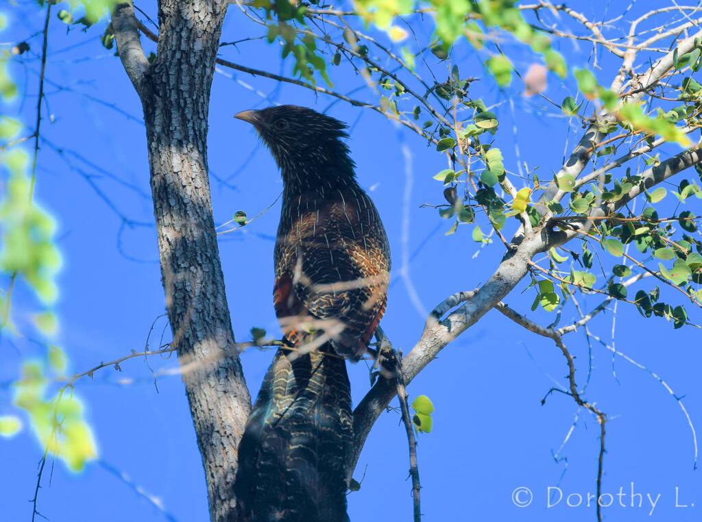 Pheasant Coucal (Centropus phasianinus)