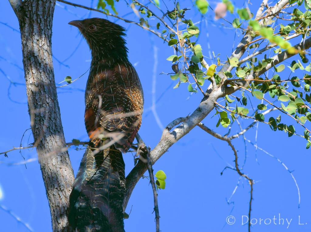 Pheasant Coucal (Centropus phasianinus)
