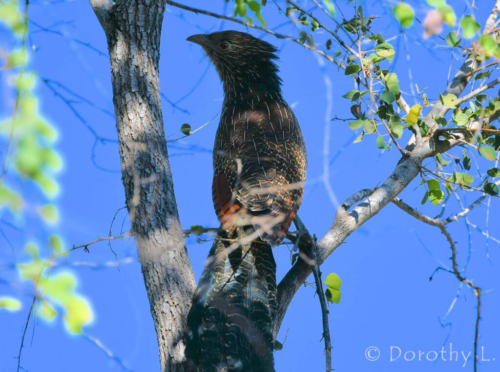 Pheasant Coucal (Centropus phasianinus)