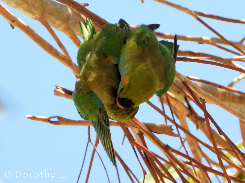 Purple-crowned Lorikeet (Parvipsitta porphyrocephala)