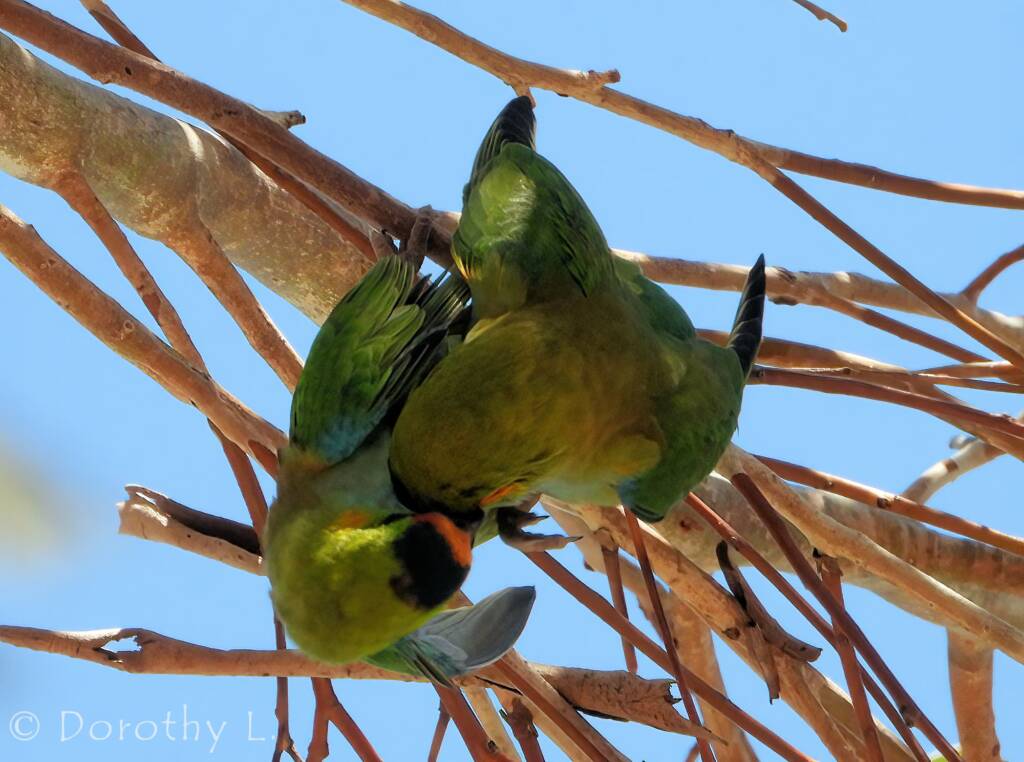 Purple-crowned Lorikeet (Parvipsitta porphyrocephala)