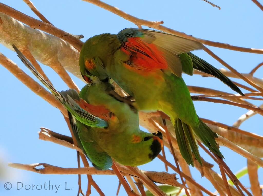 Purple-crowned Lorikeet (Parvipsitta porphyrocephala)