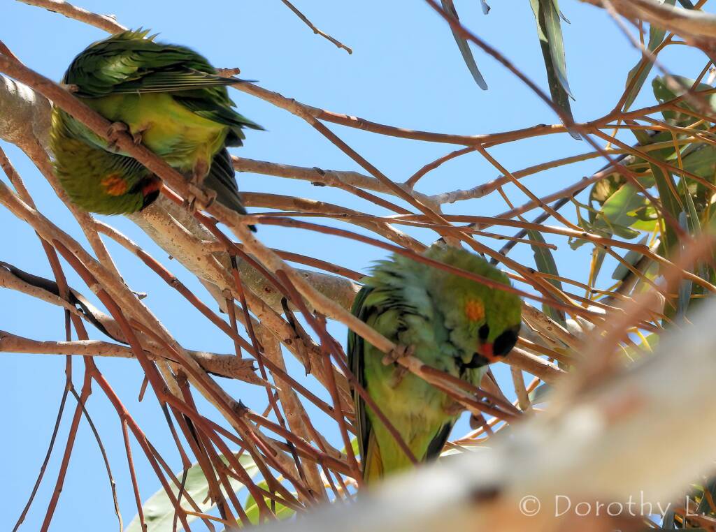 Purple-crowned Lorikeet (Parvipsitta porphyrocephala)