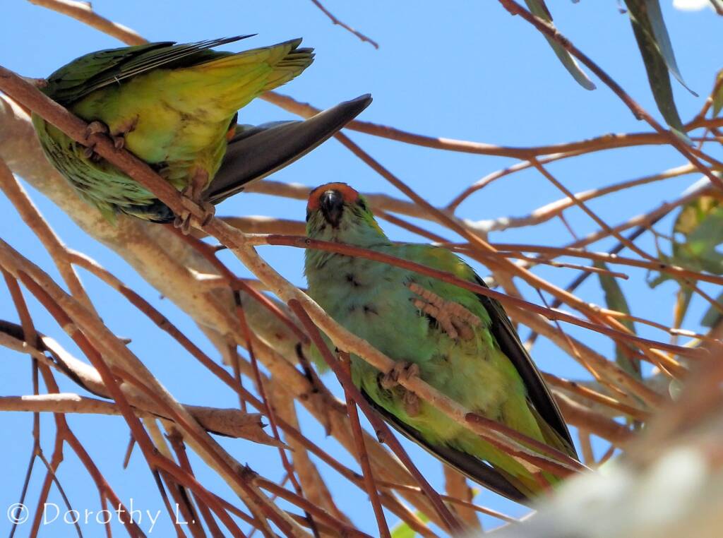 Purple-crowned Lorikeet (Parvipsitta porphyrocephala)