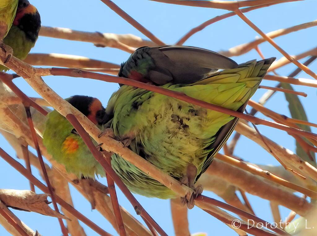 Purple-crowned Lorikeet (Parvipsitta porphyrocephala)