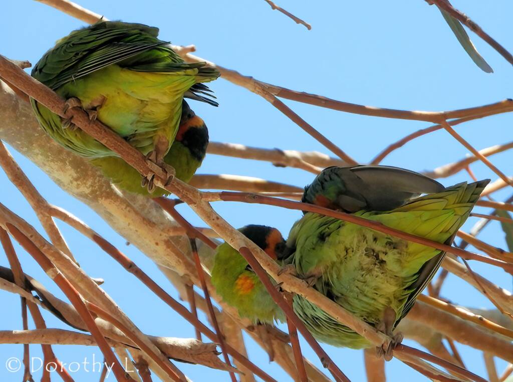 Purple-crowned Lorikeet (Parvipsitta porphyrocephala)