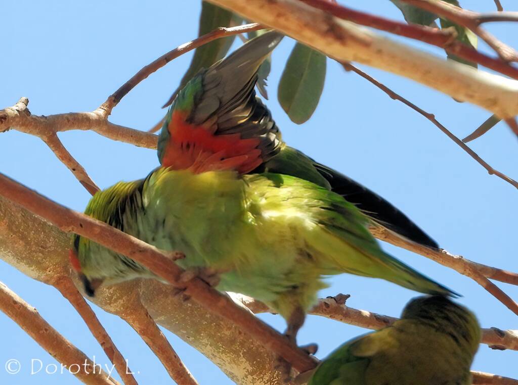Purple-crowned Lorikeet (Parvipsitta porphyrocephala)