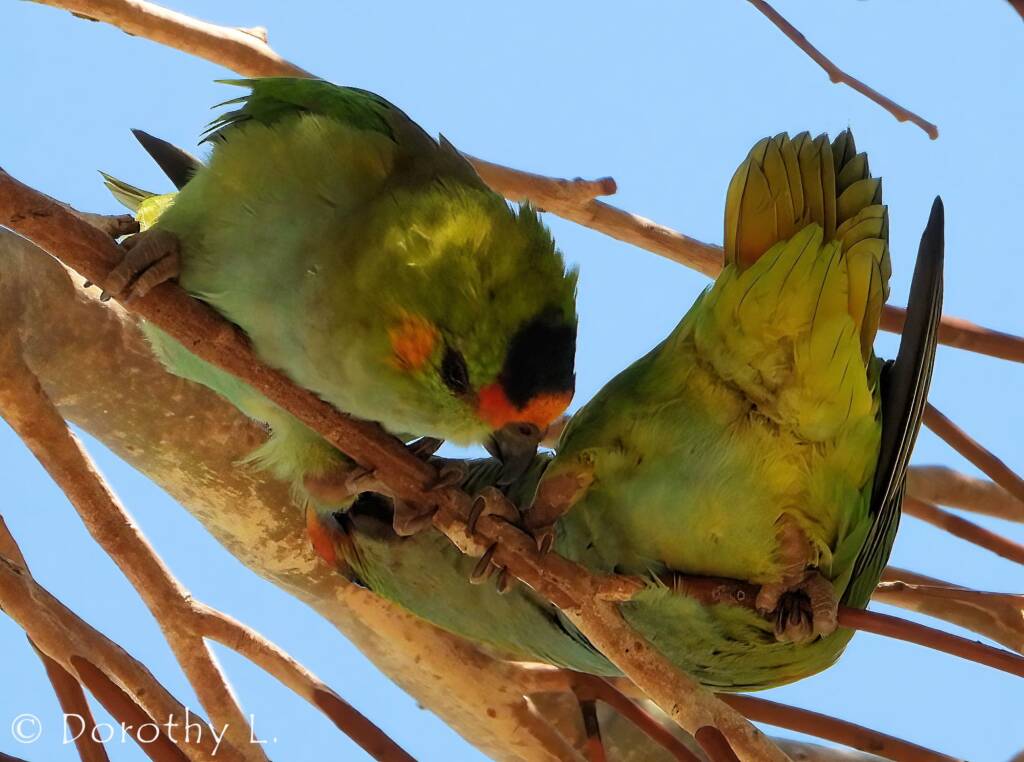 Purple-crowned Lorikeet (Parvipsitta porphyrocephala)
