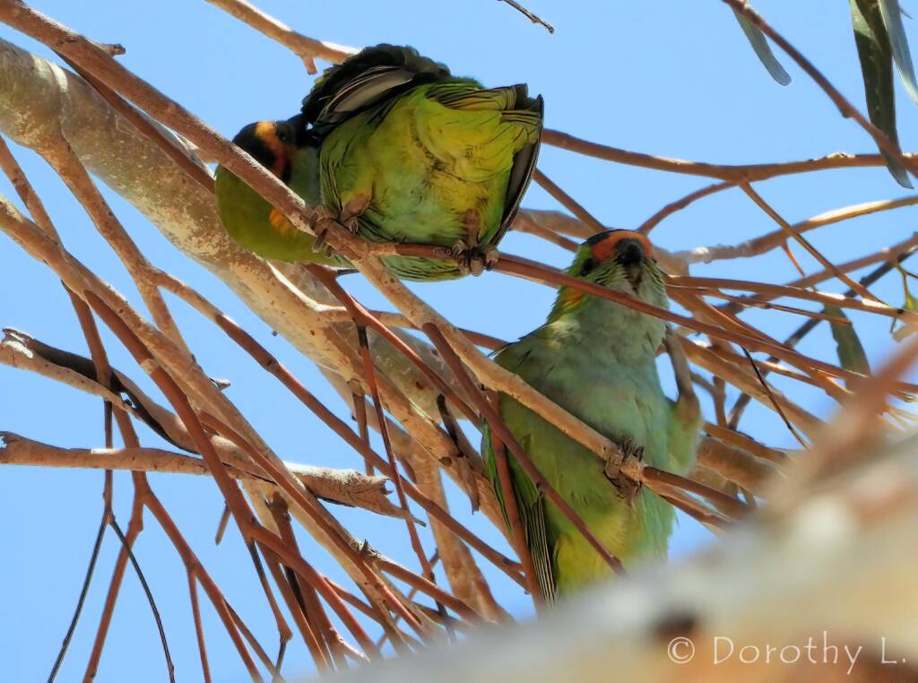 Purple-crowned Lorikeet (Parvipsitta porphyrocephala)