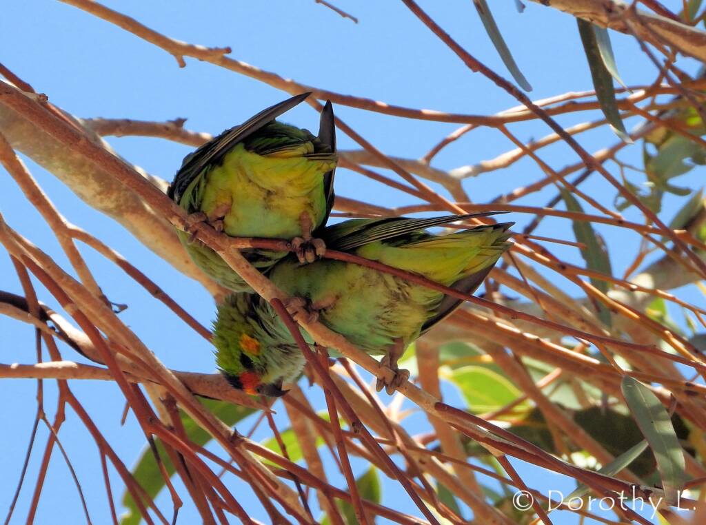 Purple-crowned Lorikeet (Parvipsitta porphyrocephala)
