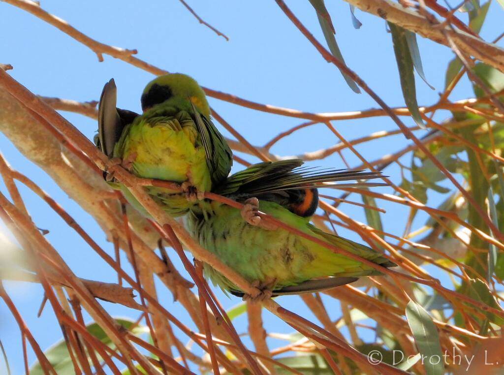 Purple-crowned Lorikeet (Parvipsitta porphyrocephala)