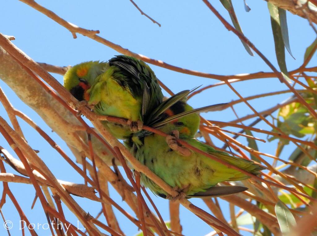 Purple-crowned Lorikeet (Parvipsitta porphyrocephala)