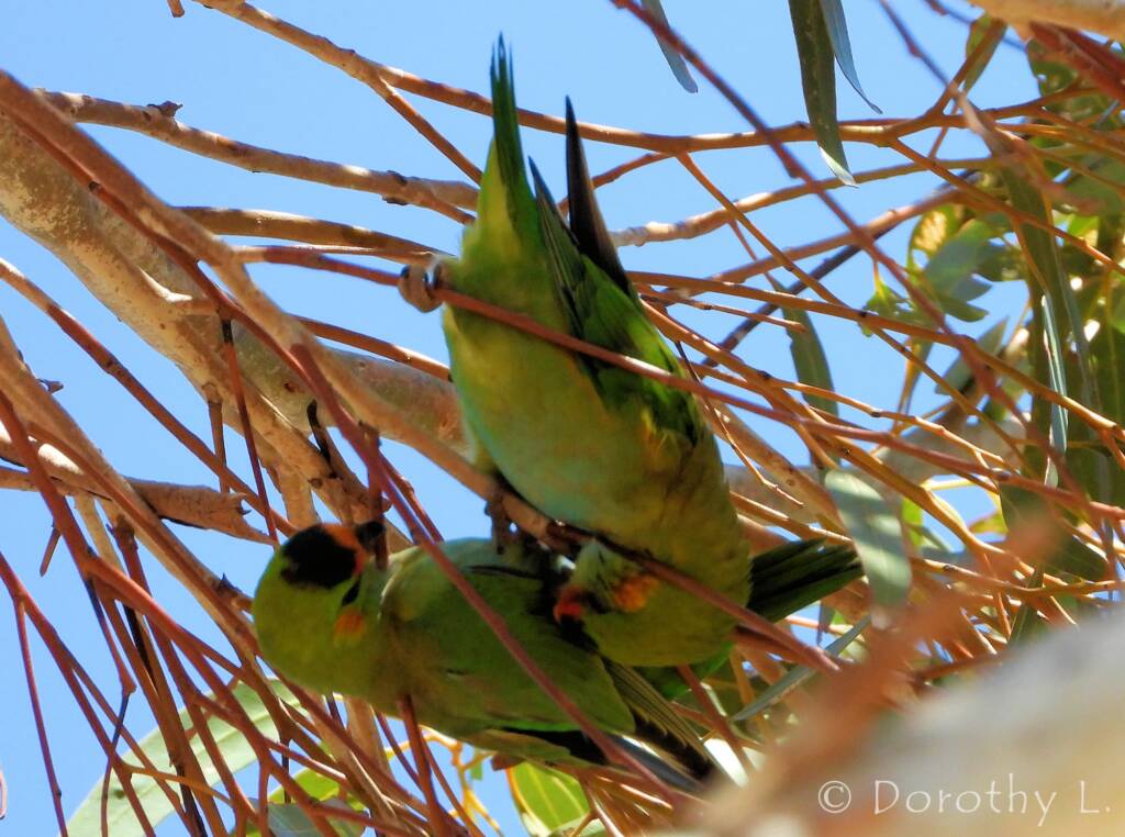 Purple-crowned Lorikeet (Parvipsitta porphyrocephala)