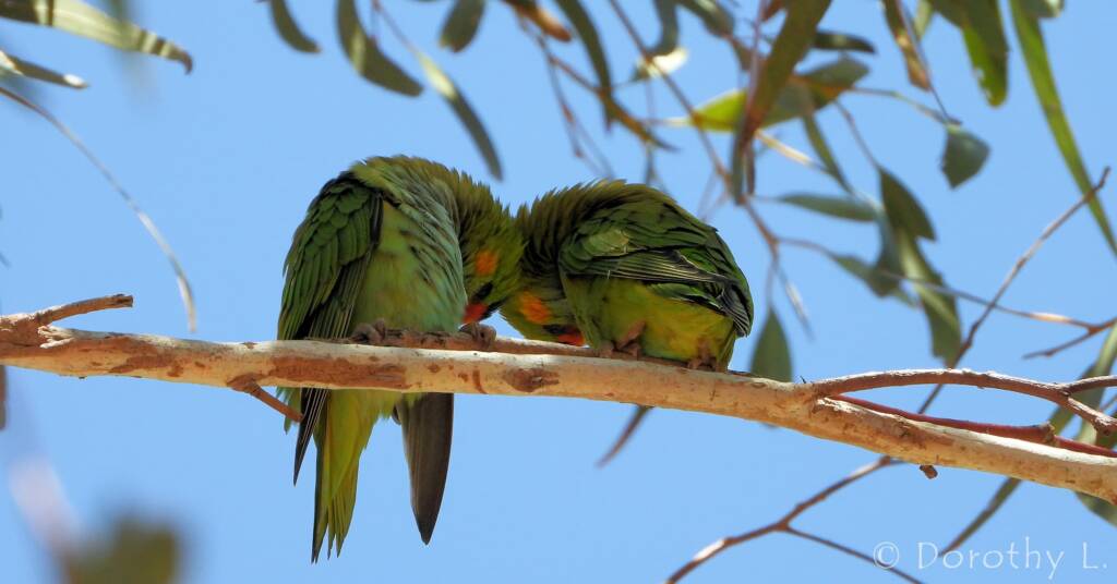 Purple-crowned Lorikeet (Parvipsitta porphyrocephala)
