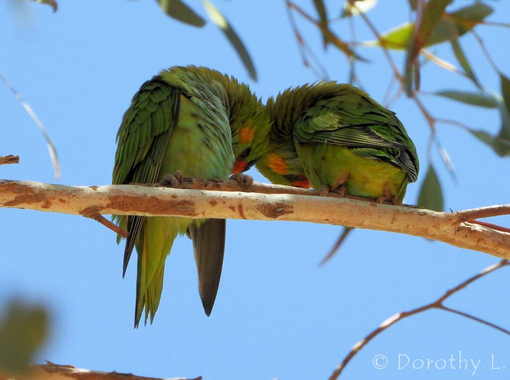 Purple-crowned Lorikeet (Parvipsitta porphyrocephala)