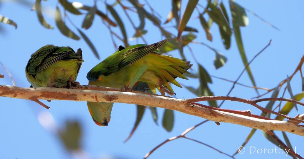 Purple-crowned Lorikeet (Parvipsitta porphyrocephala)