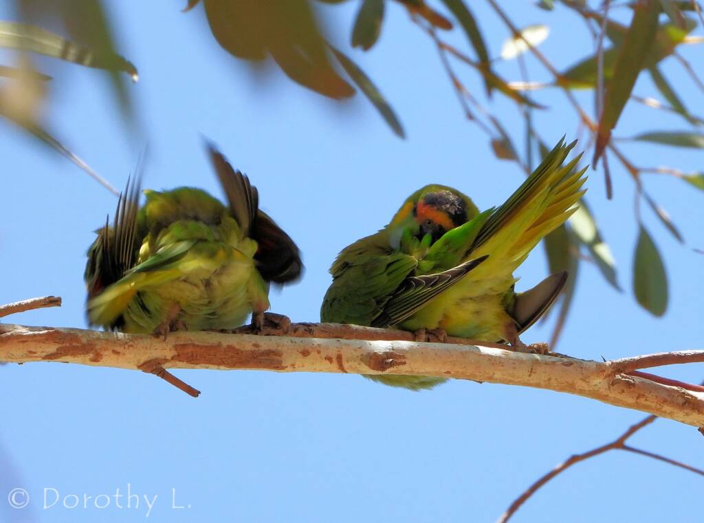 Purple-crowned Lorikeet (Parvipsitta porphyrocephala)