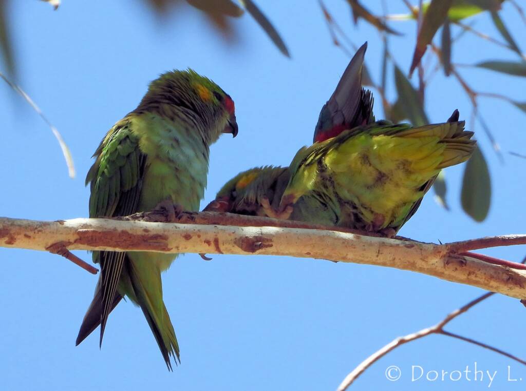 Purple-crowned Lorikeet (Parvipsitta porphyrocephala)