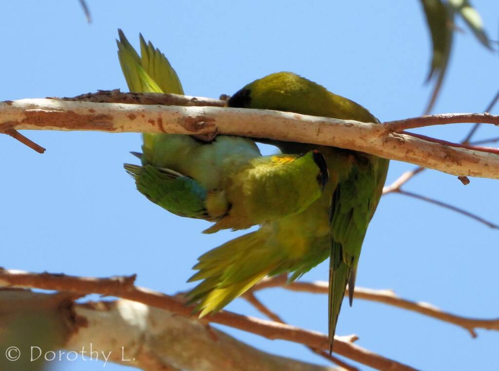 Purple-crowned Lorikeet (Parvipsitta porphyrocephala)
