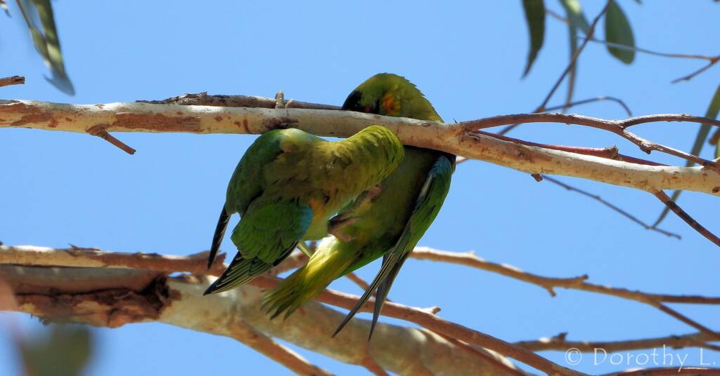 Purple-crowned Lorikeet (Parvipsitta porphyrocephala)