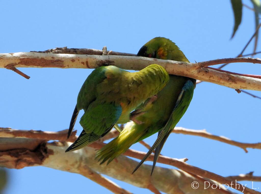 Purple-crowned Lorikeet (Parvipsitta porphyrocephala)