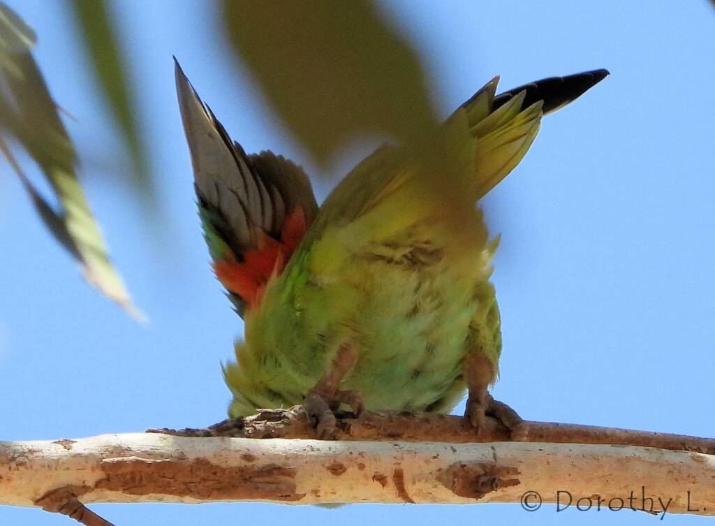 Purple-crowned Lorikeet (Parvipsitta porphyrocephala)