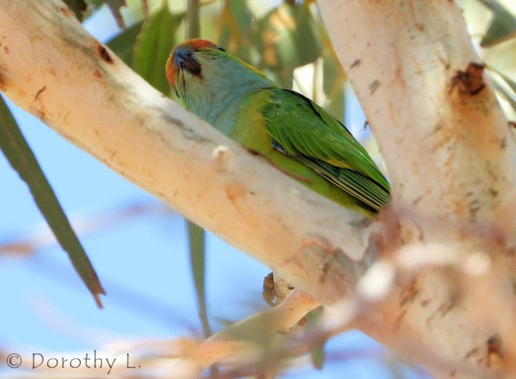 Purple-crowned Lorikeet (Parvipsitta porphyrocephala)