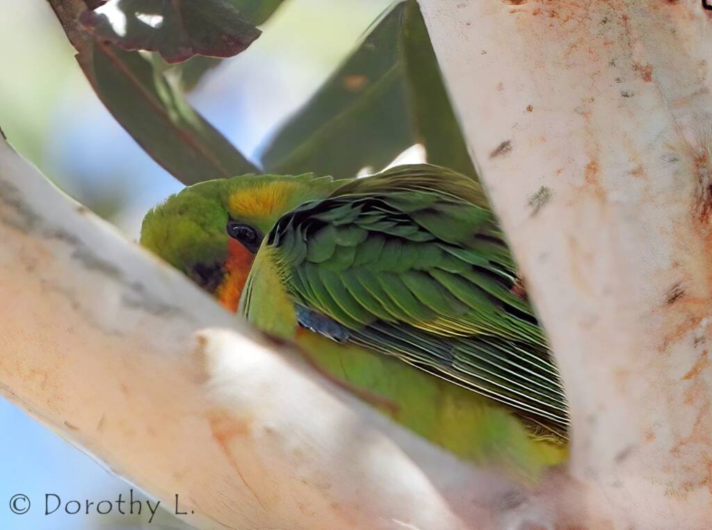 Purple-crowned Lorikeet (Parvipsitta porphyrocephala)