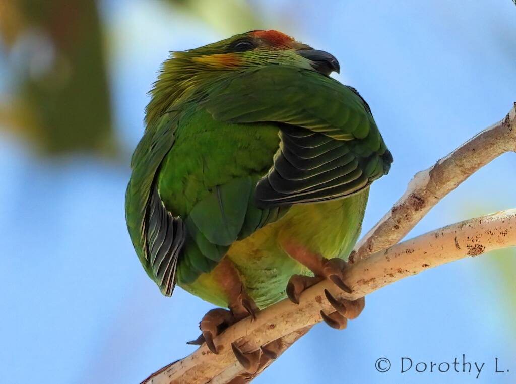 Purple-crowned Lorikeet (Parvipsitta porphyrocephala)
