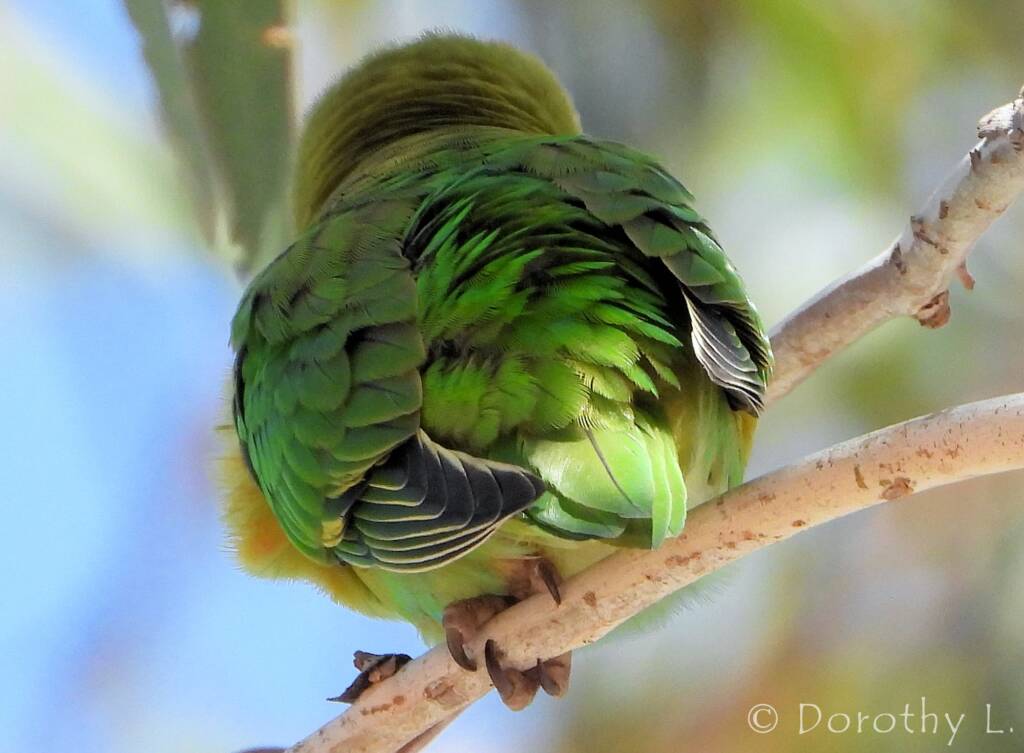 Purple-crowned Lorikeet (Parvipsitta porphyrocephala)
